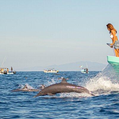 Dolphin Watching Tour