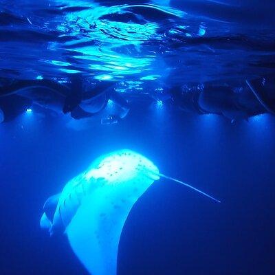 Manta Ray Night Snorkel at Kona, Big Island