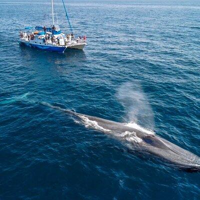 Dana Point Dolphin and Whale Watching Eco-Safari