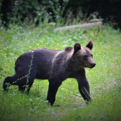 Small-Group Wild Bear Observatory Watching Tour from Brasov