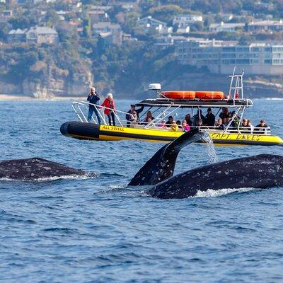 High Speed Zodiac Whale Watching Safari from Dana Point