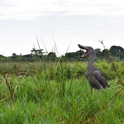 Entebbe Eco Tour - Full Day 