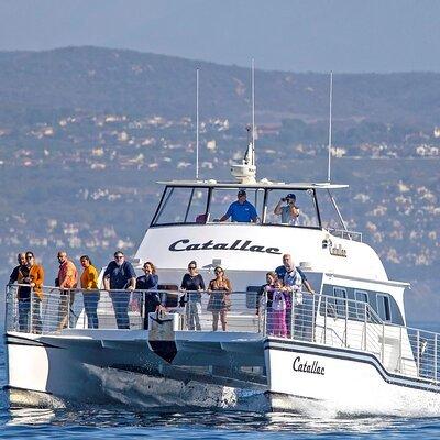 Luxury Whale Watching: Fewer People, Extra Speed, Expert Staff