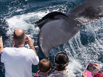 Whale-Watching Cruise from Newport Beach