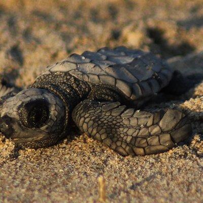 Sea Turtle Release in Puerto Vallarta