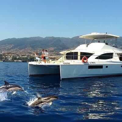 VipDolphins Luxury Whale Watching