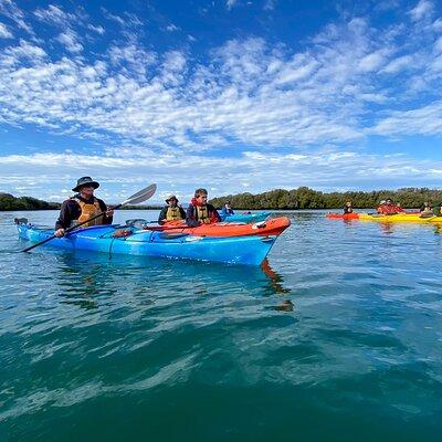 Adelaide Dolphin Sanctuary Mangroves Kayaking Tour