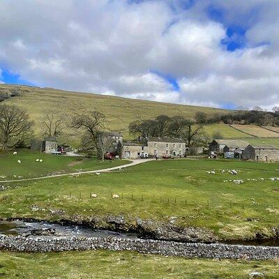 Private "All Creatures Great and Small" Yorkshire Dales Tour from Harrogate