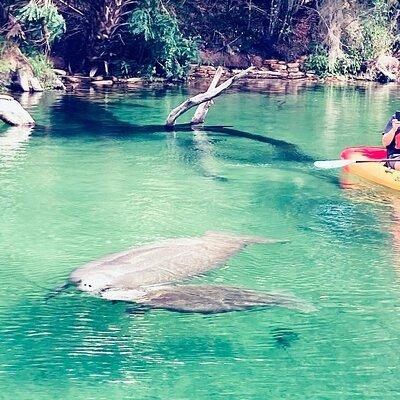 Orlando Manatee and Natural Spring Adventure Tour at Blue Springs