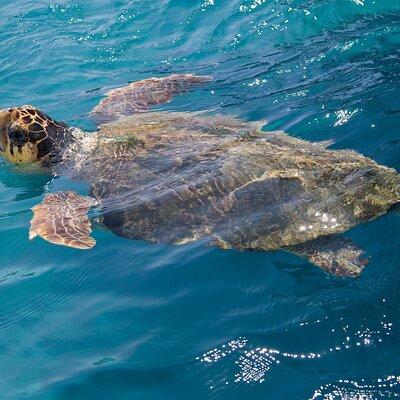 Caretta - Caretta Turtle Trip (Boat Trip)