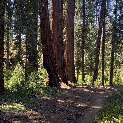  Day Tour to Kings Canyon National Park