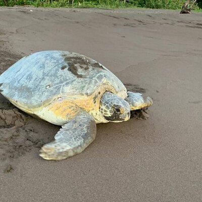 Turtle Watching in Their Natural Habitat in Tortuguero