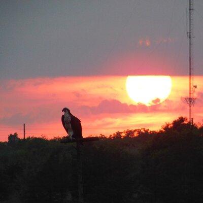 2-Hour Sunset Safari Eco Cruise from Cape May