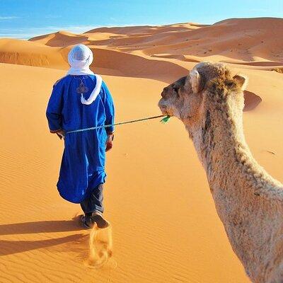 3 Hours Tangier Sightseeing & Camel trek 