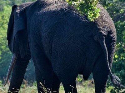 Maputo National Park (Maputo Special Reserve) Full-day Tour