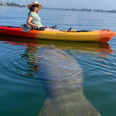 Sarasota Mangrove Tunnel Guided Kayak Adventure