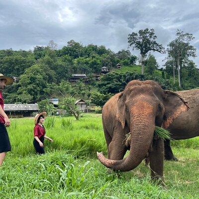 Half-Day Elephant Experience at Rantong