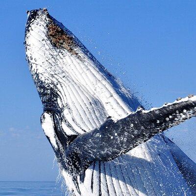 2 hour whale watching experience departing Hillarys Boat Harbour