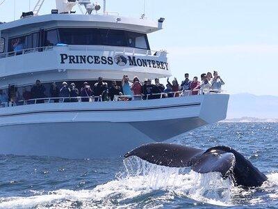 Monterey Whale Watching Tour