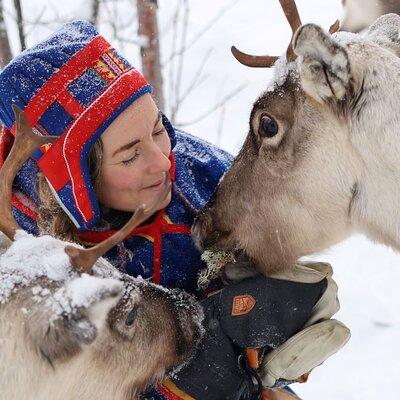 Full-Day Reindeer Tour with Pickup in Kiruna