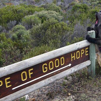 Cape of Good Hope & Boulder Penguins Full-Day Tour from Cape Town