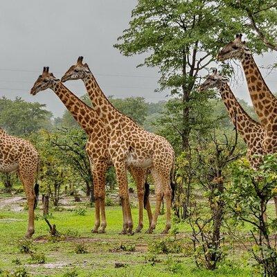 Full Day Durban & Phezulu Safari Park Private Tour from Durban