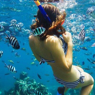 Bali Blue Lagoon Snorkeling with Private Transfer & Lunch