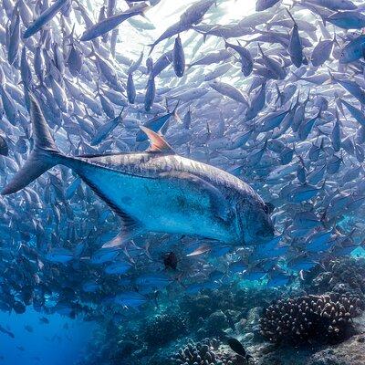 (3 Days) PADI Open Water Diver Course Kota Kinabalu