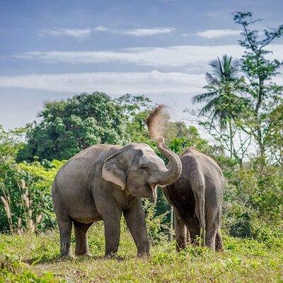 An Afternoon with the Elephants at Phuket Elephant Sanctuary