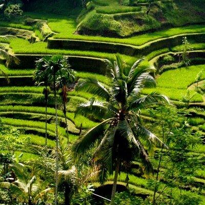 Bali Full-Day Traditional Village Sightseeing Trip All Inclusive