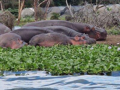 Day Tour To Hell's Gate National Park and Optional Boat Ride on Lake Naivasha.