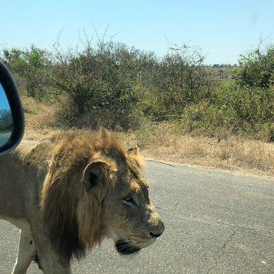 Kruger National Park Full-Day Tour