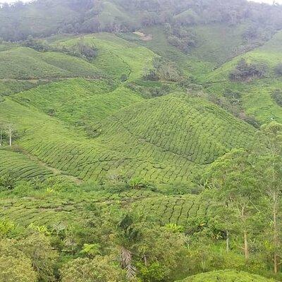 Cameron Highlands Full Day Tour