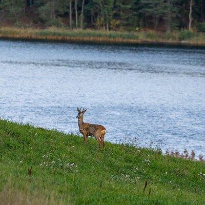 Wildlife Safari Small-Group in Stockholm