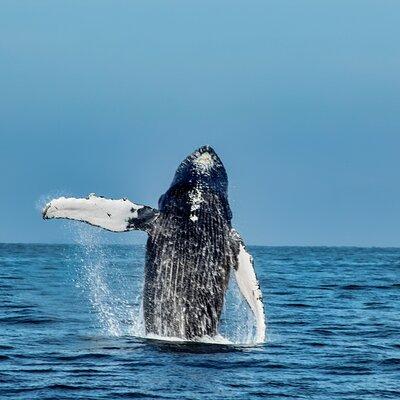 Mega Yacht Whale Watching ALL-Inclusive Daytime Adventure.