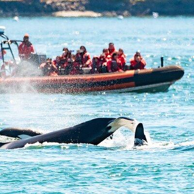 Whale Watching Tour in a Zodiac Boat in Victoria