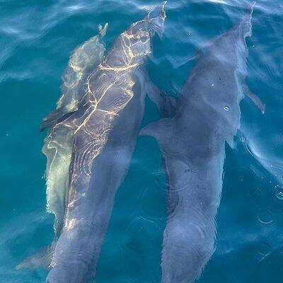 3-Hour Dolphin Watching Experience in Puerto Escondido