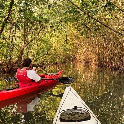 Kayaking in Mangrove Forest of Paravur Backwaters near Varkala and Kollam