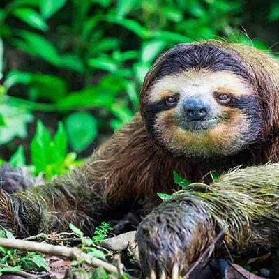 Private Tour to Monkey Island and Sloth Sanctuary in Gamboa