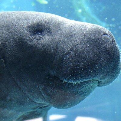 Swim with Manatees Crystal River FL FREE PHOTOS & INWATER GUIDE 