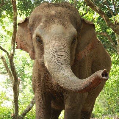 Ethical Elephant Observation by Samui Elephant Sanctuary