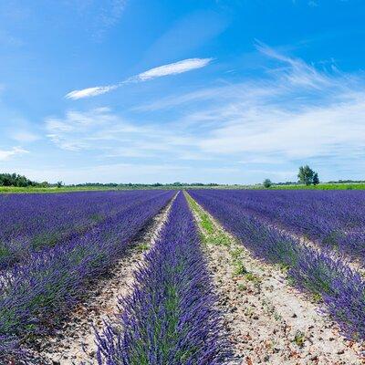 Guided tour of Lavender Distillery between Provence & Camargue