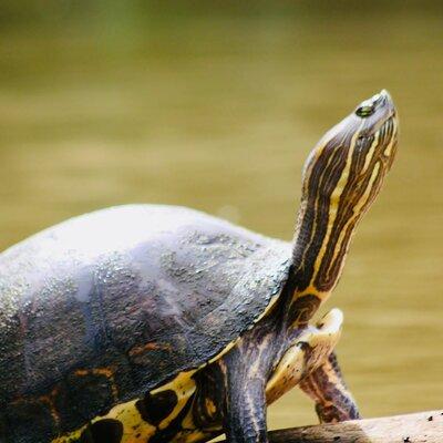 Canoe experience exploring Tortuguero National Park