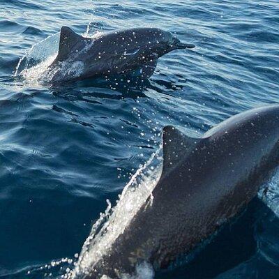 Half Day Marine Safari in Puerto Escondido Mexico