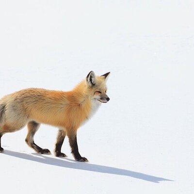 Yellowstone Winter Wildlife Safari from Bozeman