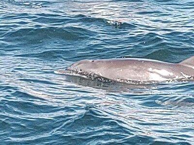 2 Hours Swim with the Dolphins in Panama City