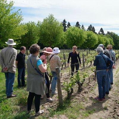 Loire Valley Wines Private Day Tour with Tastings from Tours or Amboise