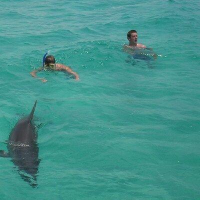 Swim with the Dolphins Boat Tour in Panama City Beach