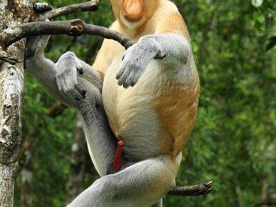 Day Trip Sepilok Orang Utan & Labuk Bay Proboscis Monkey