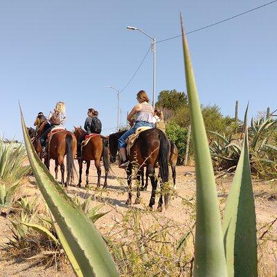 Mexican Equestrian Experience